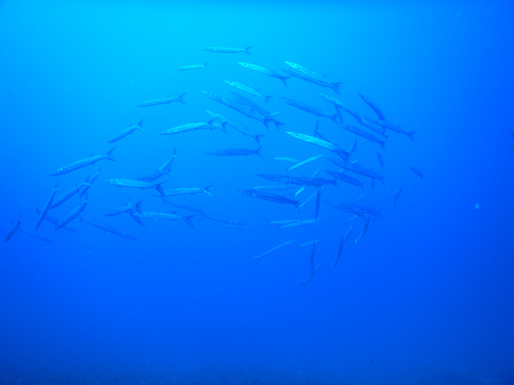 Afternoon Diving Tour